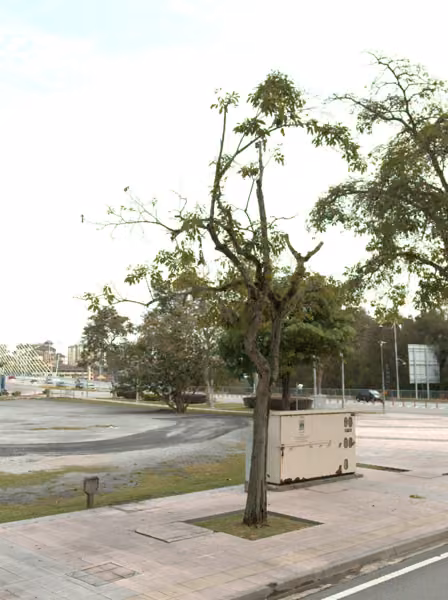 tree photo