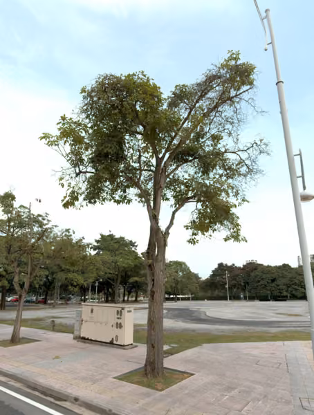 tree photo