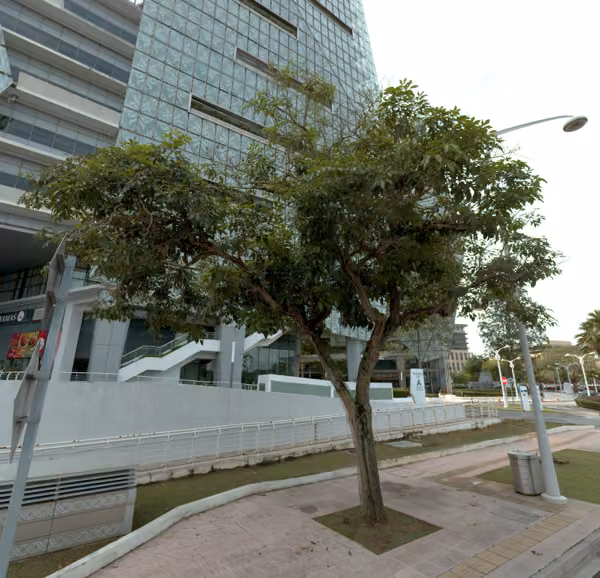 tree photo