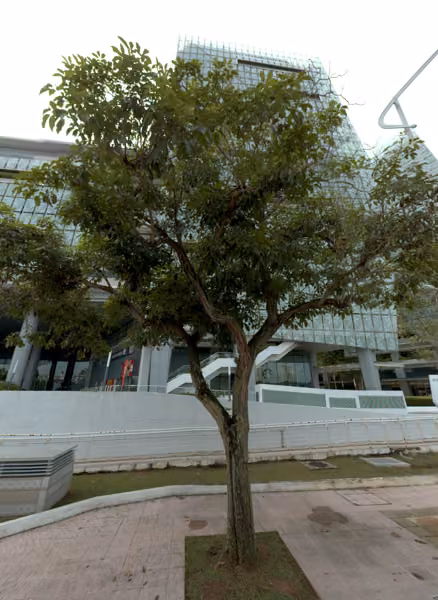 tree photo