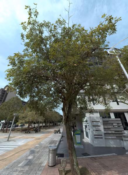 tree photo