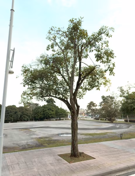 tree photo