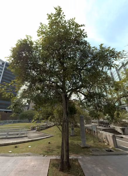 tree photo
