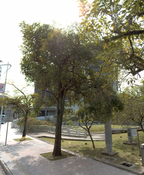 tree photo