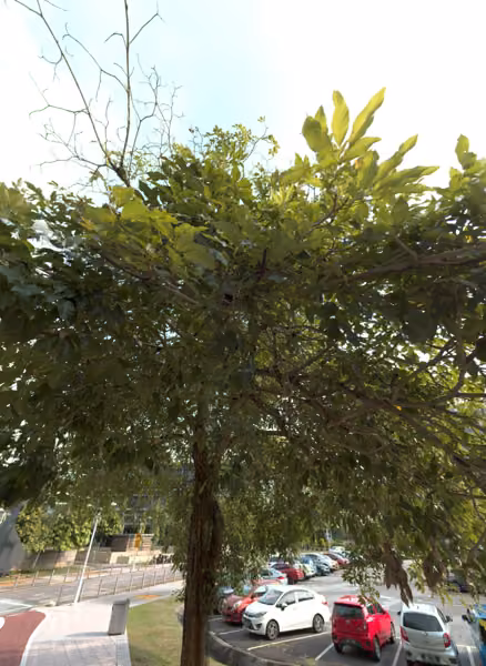 tree photo