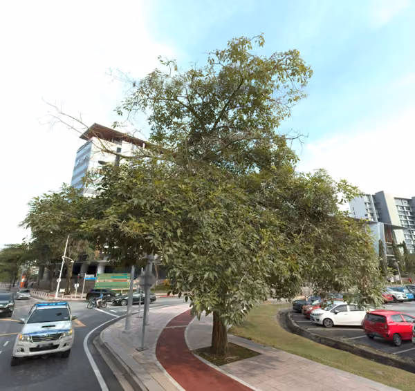 tree photo