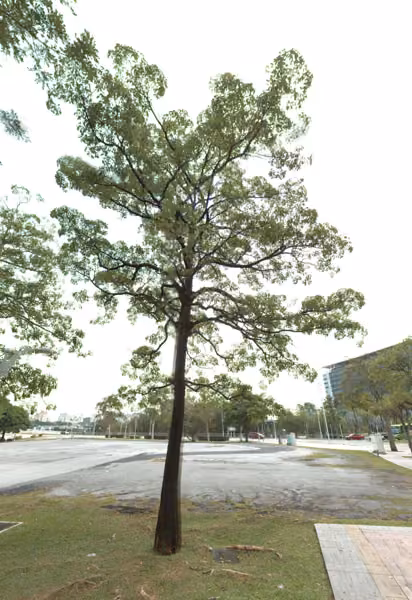 tree photo