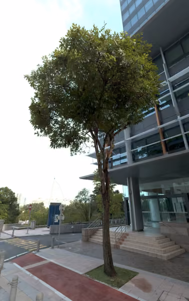 tree photo