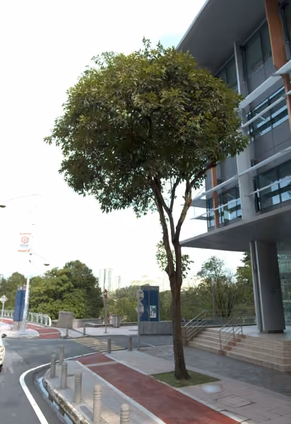 tree photo