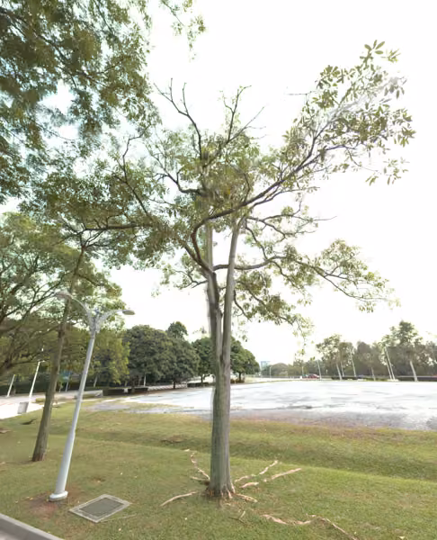 tree photo