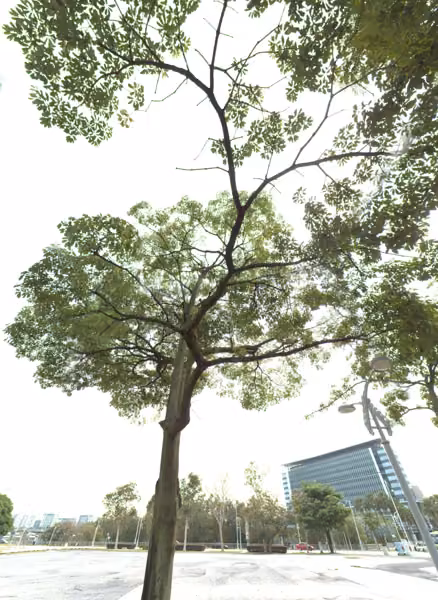 tree photo