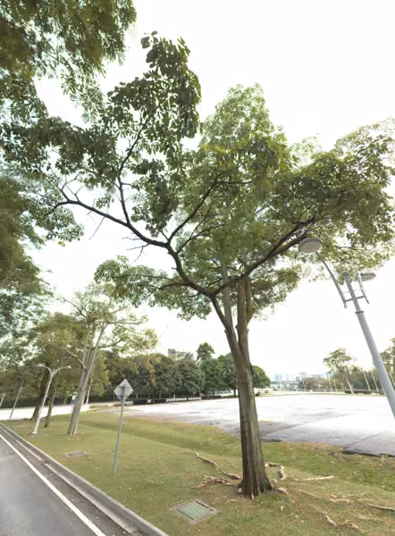 tree photo