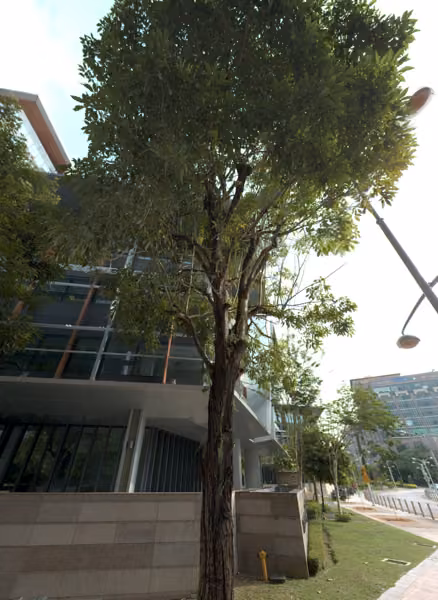 tree photo