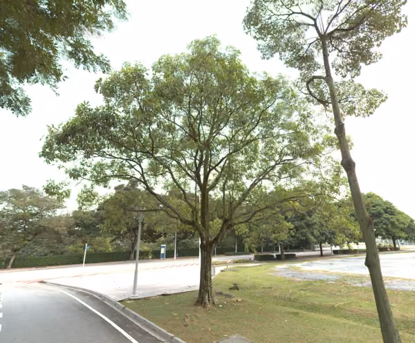 tree photo