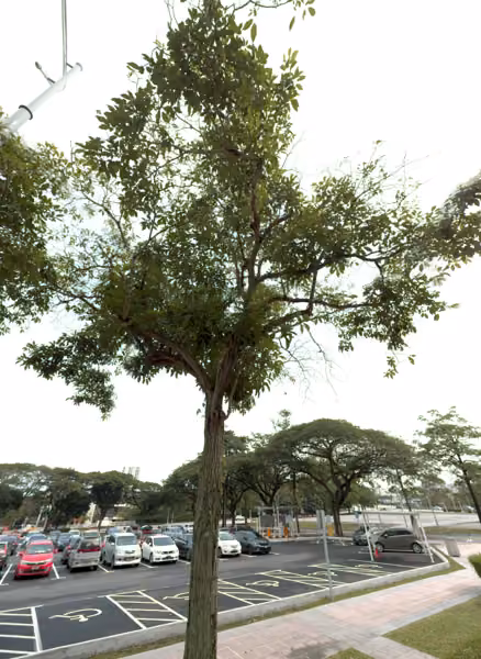 tree photo
