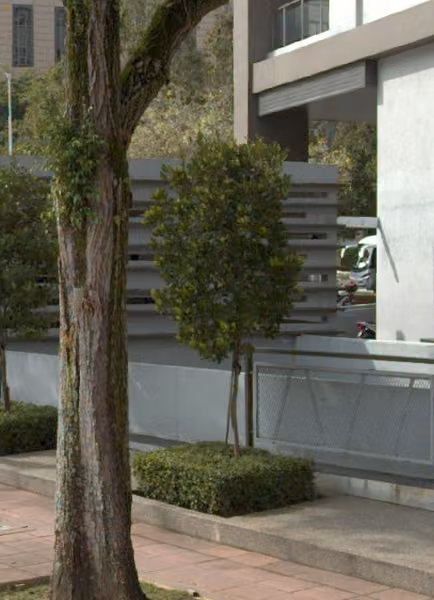 tree photo