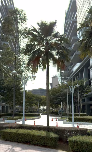 tree photo
