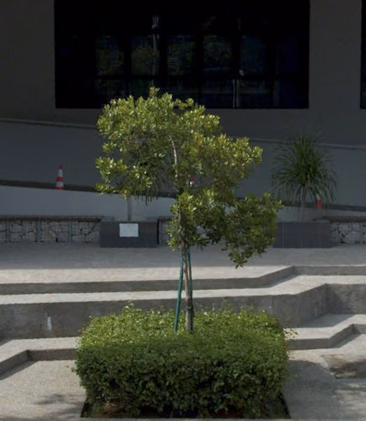 tree photo