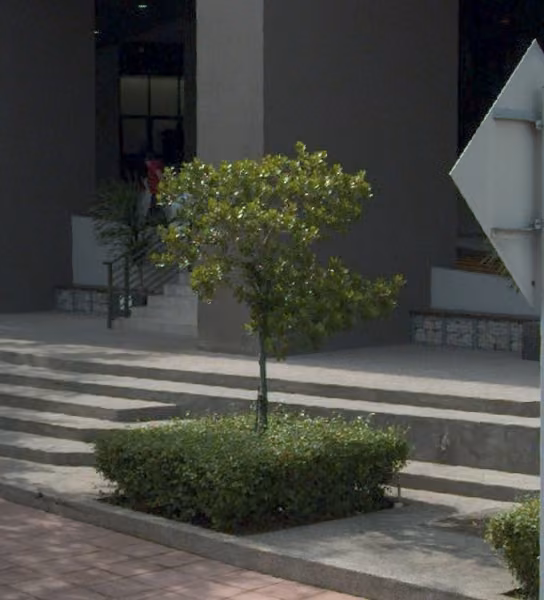 tree photo