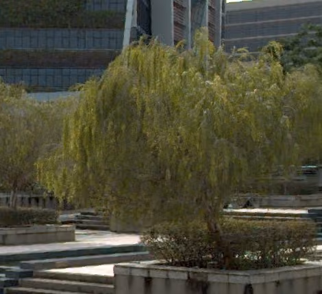 tree photo