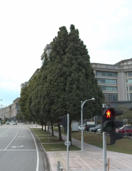 tree photo