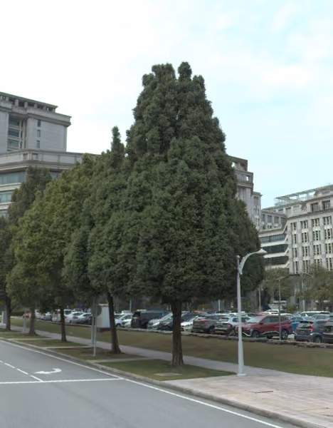 tree photo