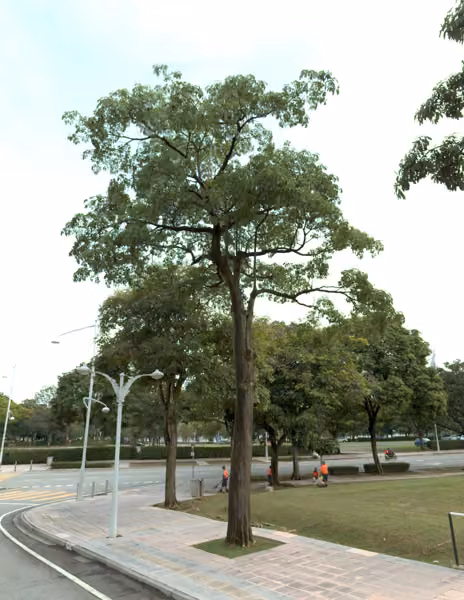 tree photo