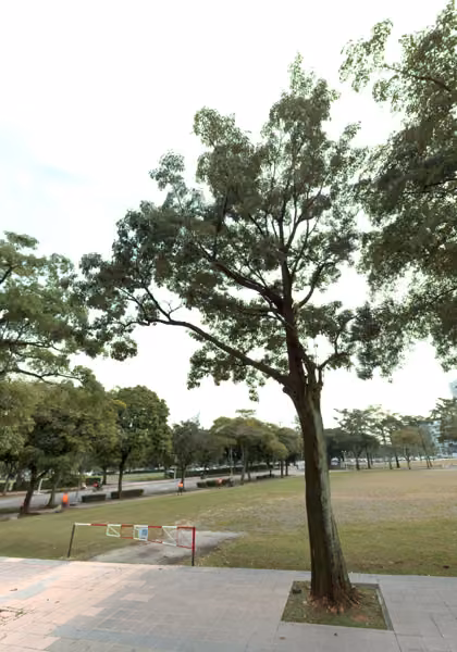 tree photo
