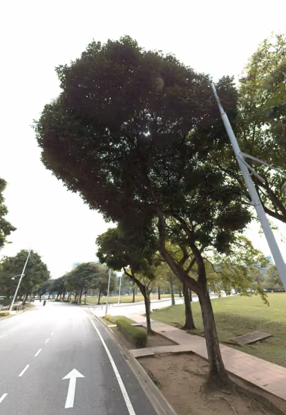 tree photo