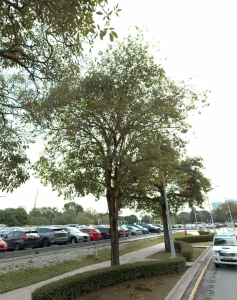 tree photo