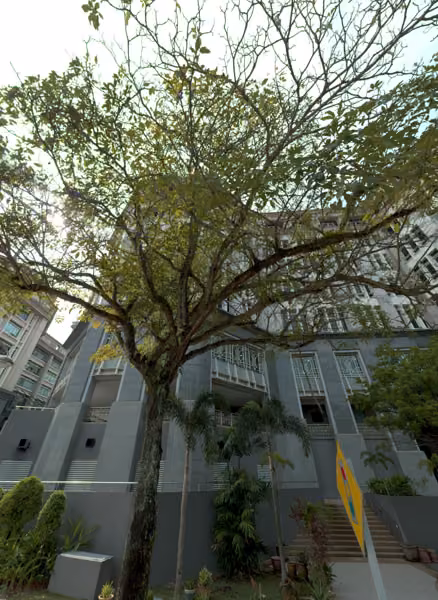 tree photo