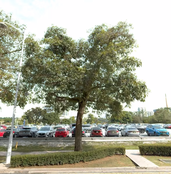 tree photo