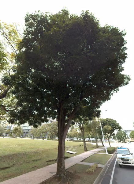 tree photo