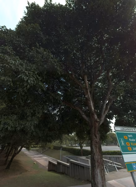 tree photo