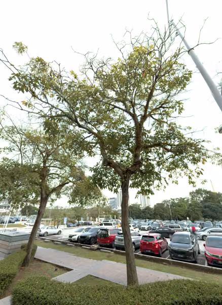 tree photo
