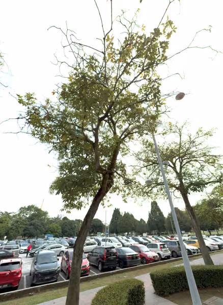 tree photo