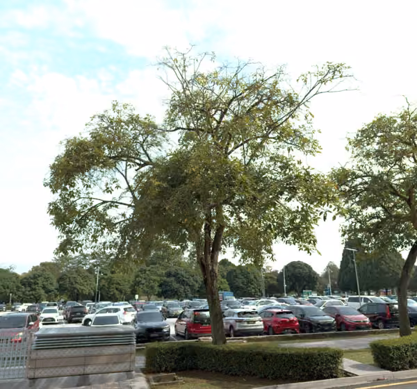 tree photo