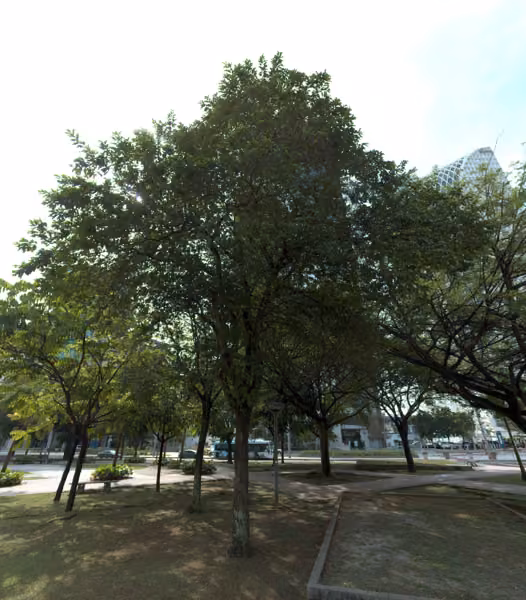 tree photo