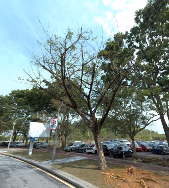 tree photo