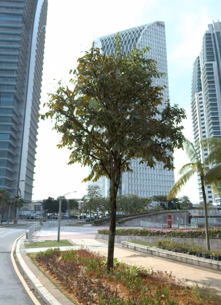 tree photo