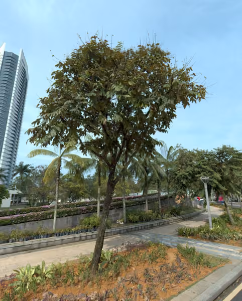 tree photo