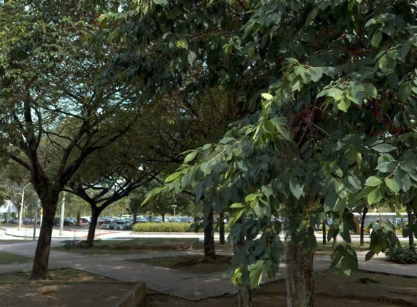tree photo