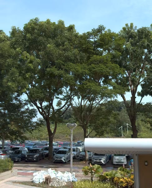 tree photo