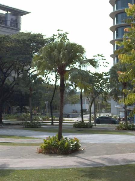 tree photo