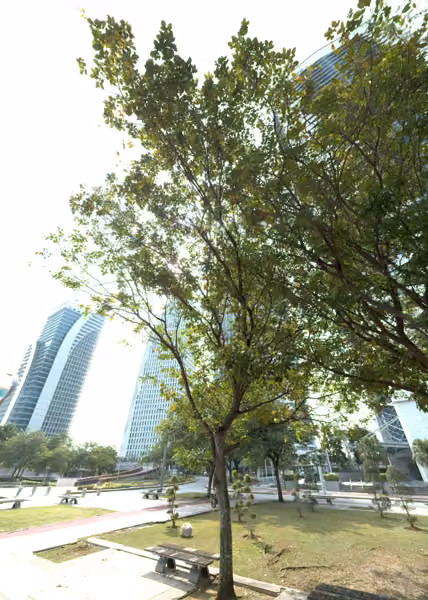 tree photo