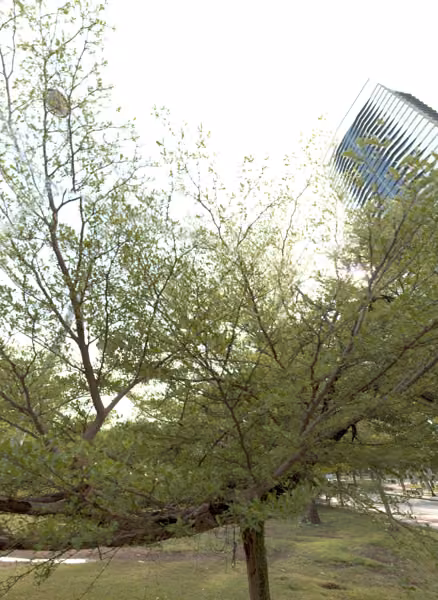 tree photo