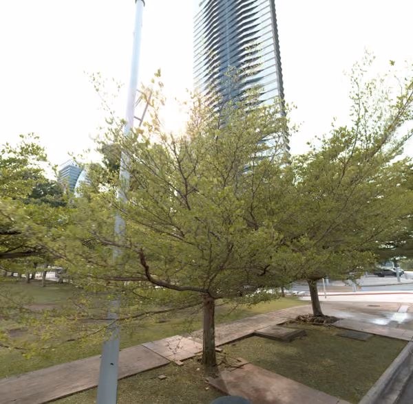 tree photo