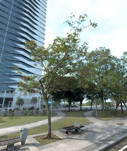 tree photo