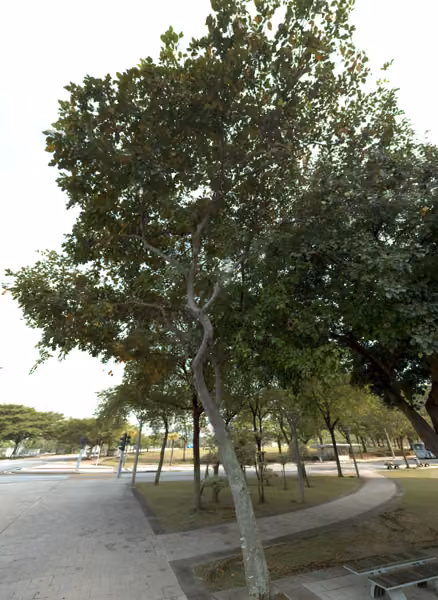 tree photo