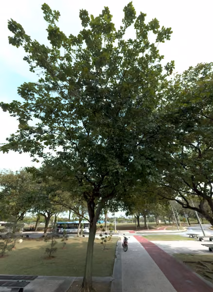 tree photo